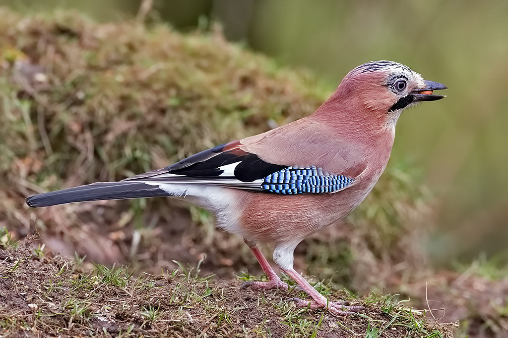 Jay