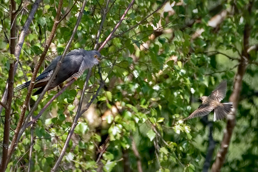 Cuckoo and Meadow Pipit