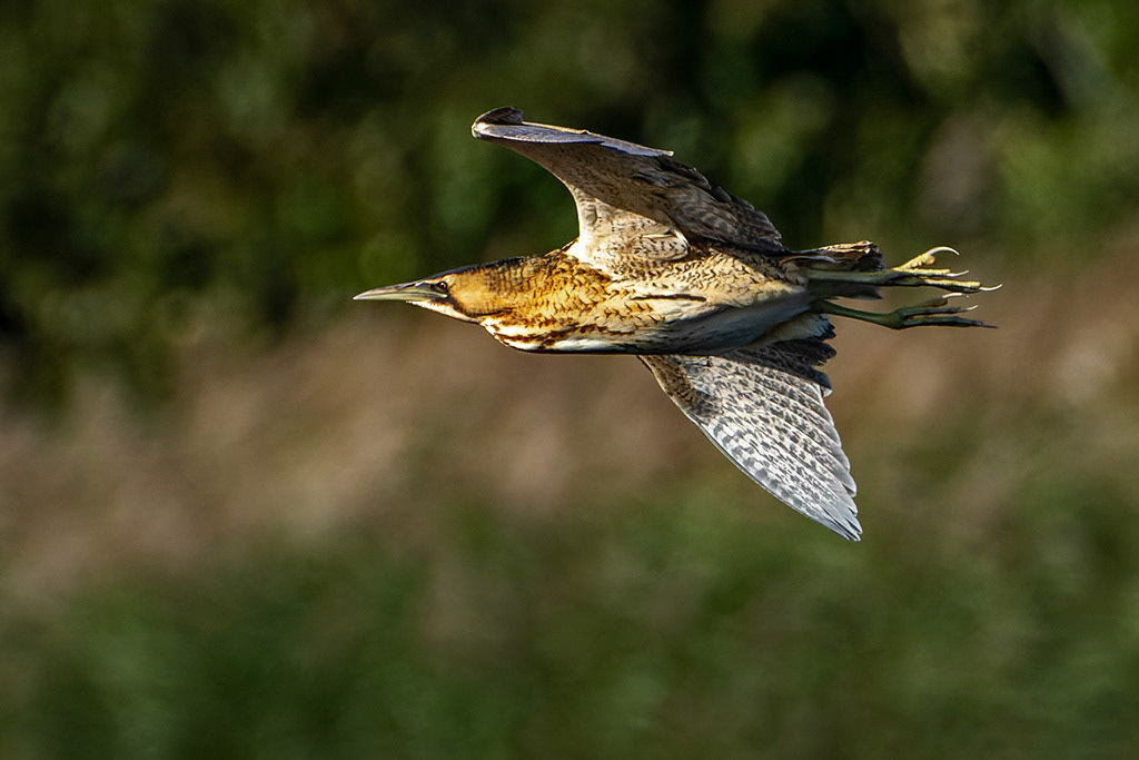 Bittern