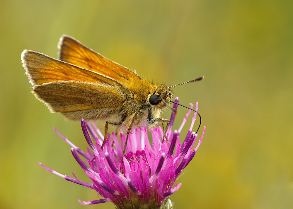 Small Skipper