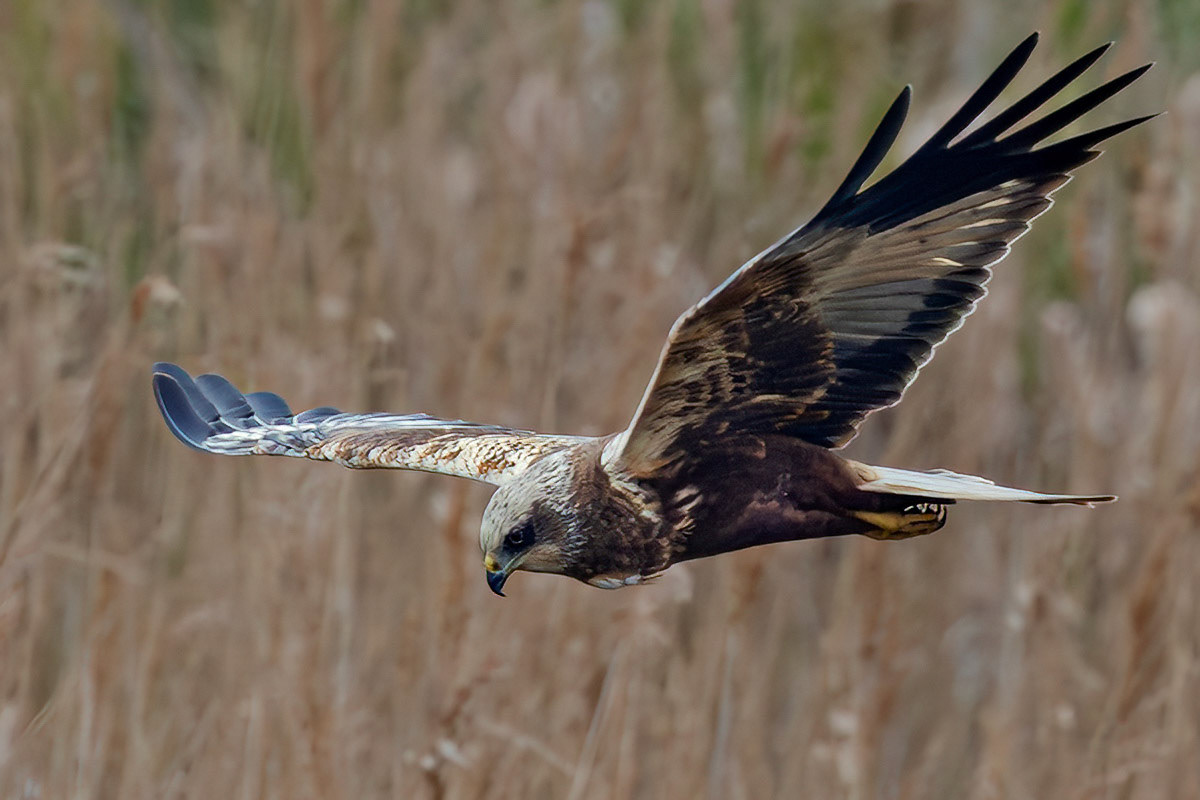 Marsh Harrier