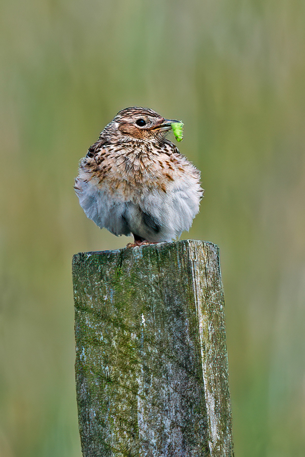 Skylark