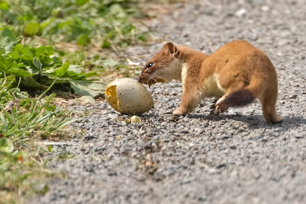 Stoat