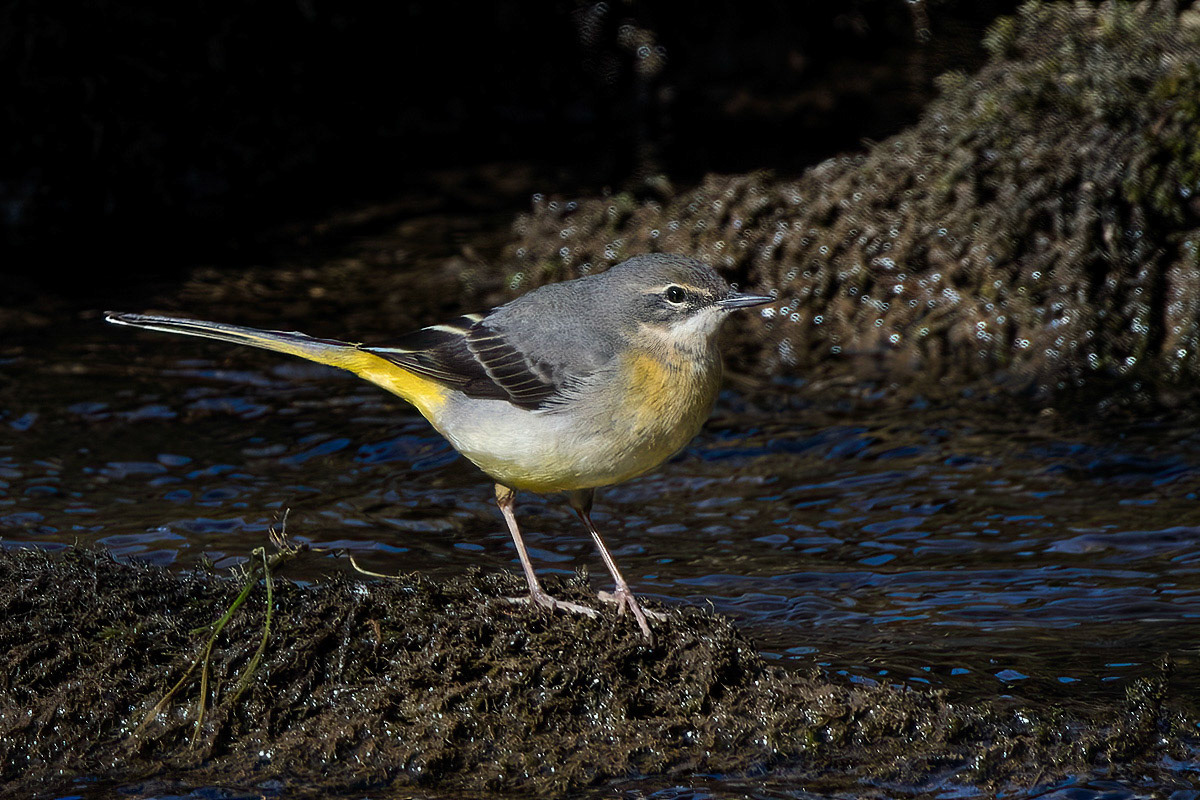 Grey Wagtail