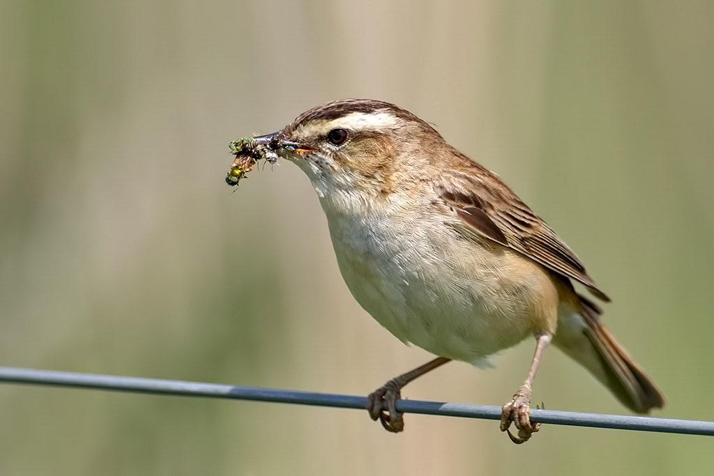 Sedge Warbler