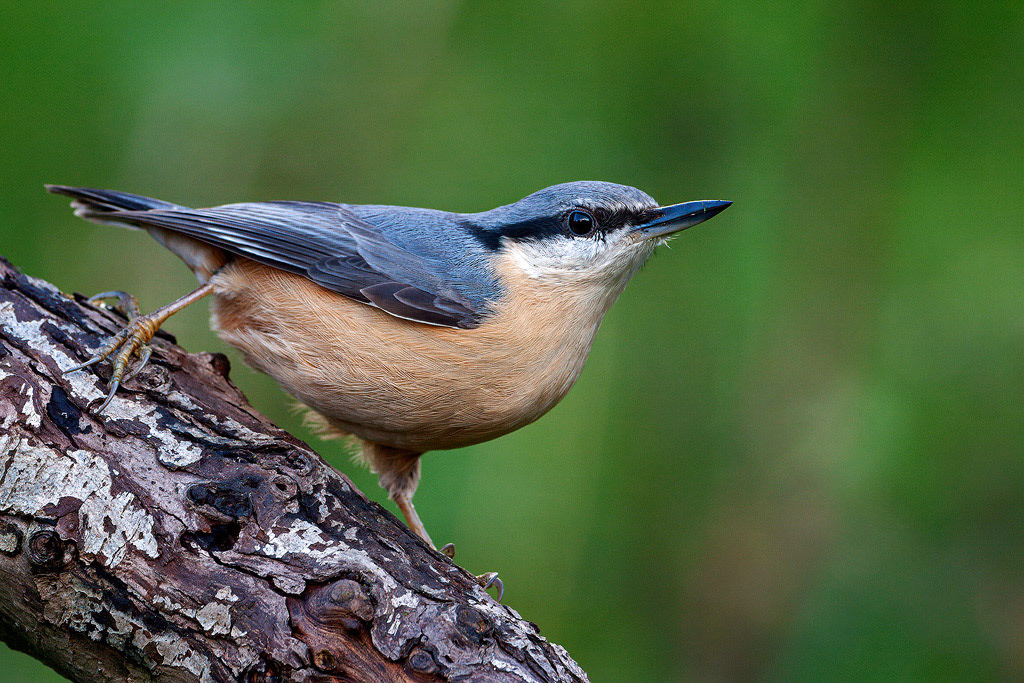 Nuthatch