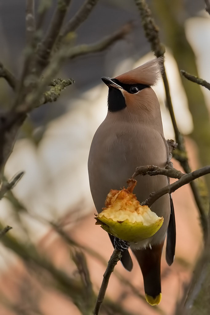 Waxwing