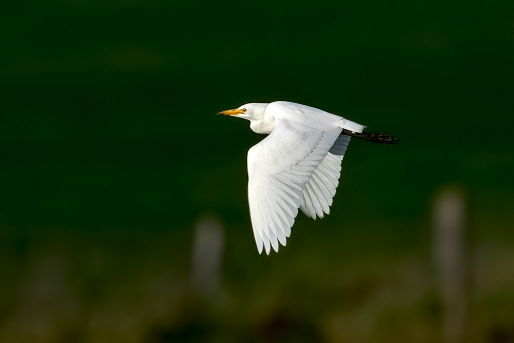 Western Cattle Egret