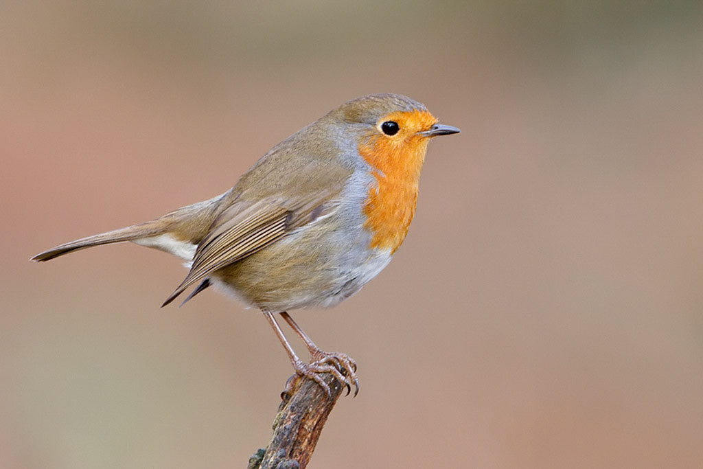 Robin