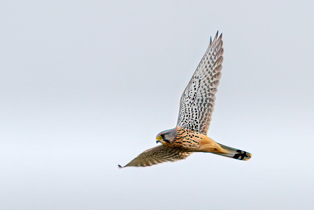 Kestrel
