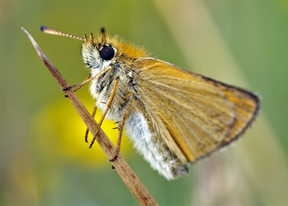 Essex Skipper
