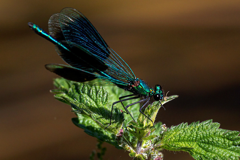 Banded Demoiselle