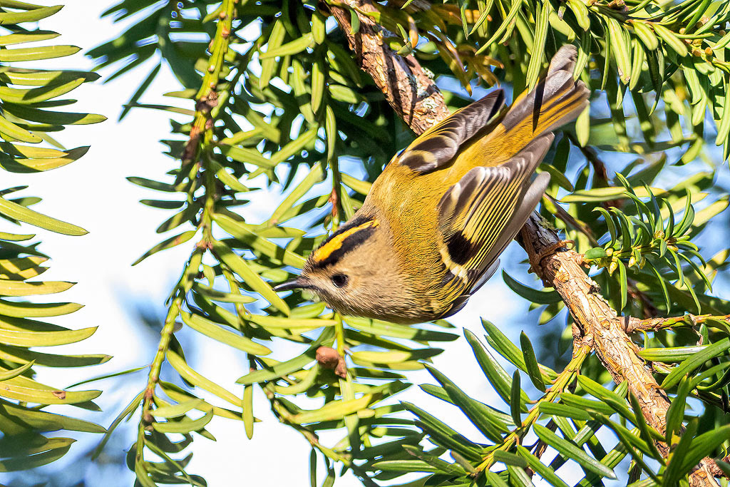 Goldcrest