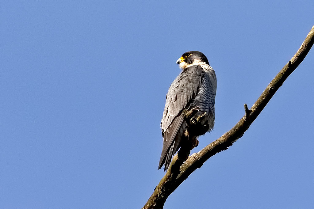 Peregrine Falcon