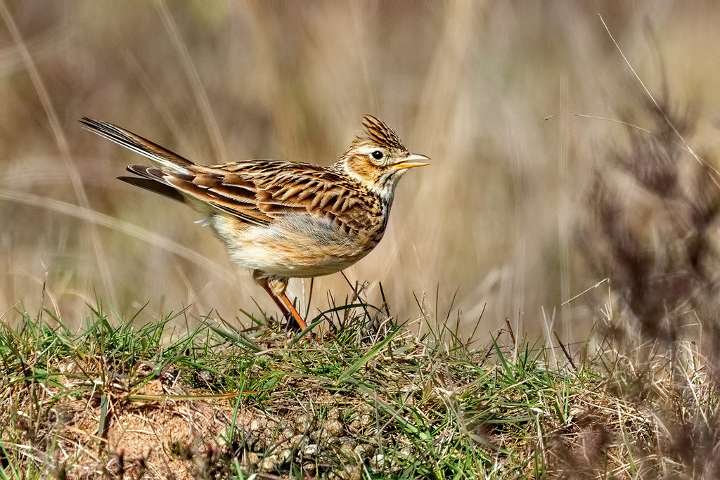 Skylark