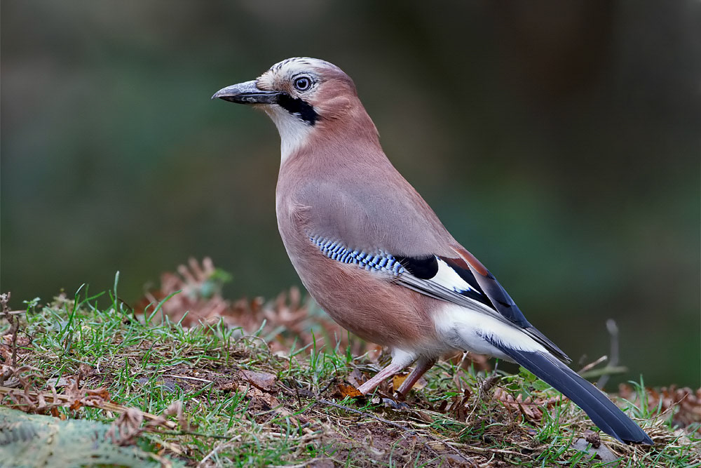 Jay