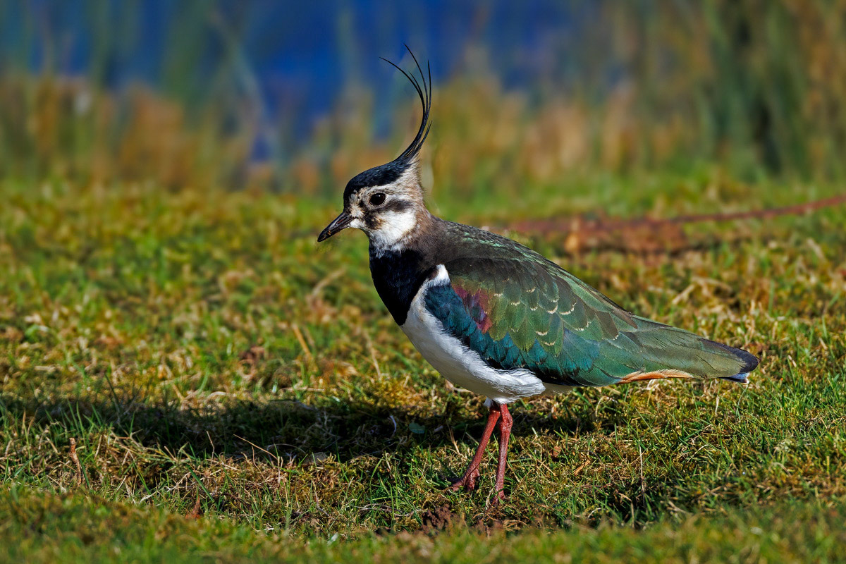 Lapwing
