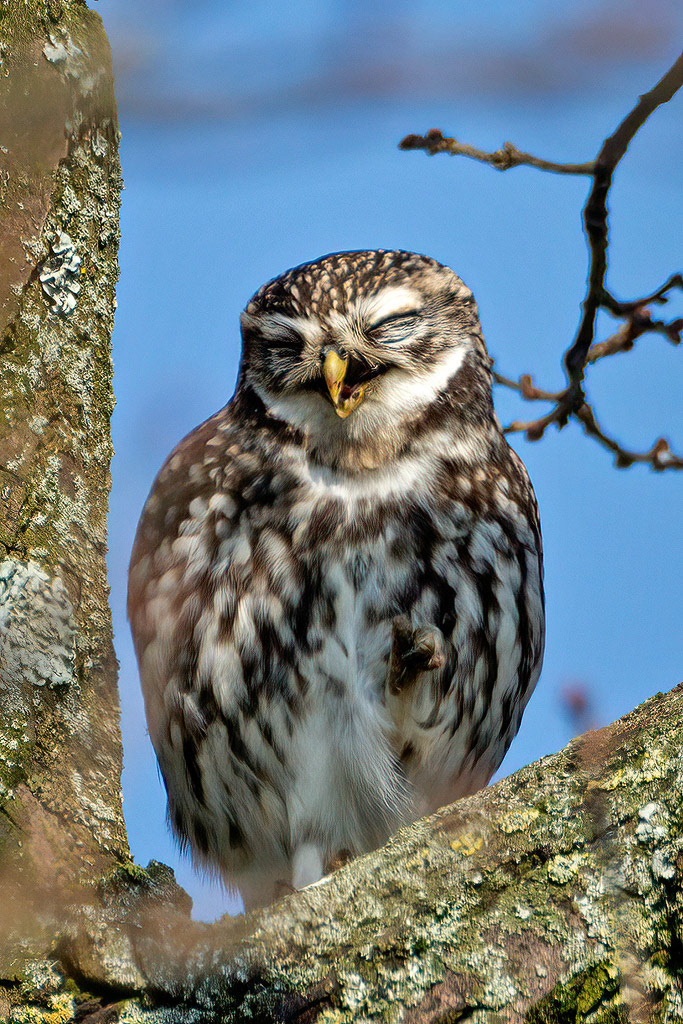 Little Owl