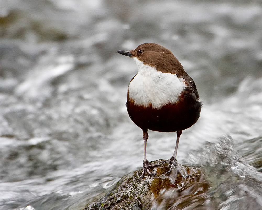Dipper