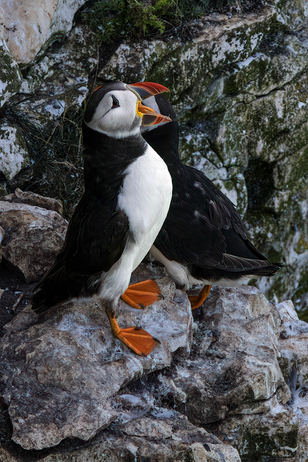 Puffin