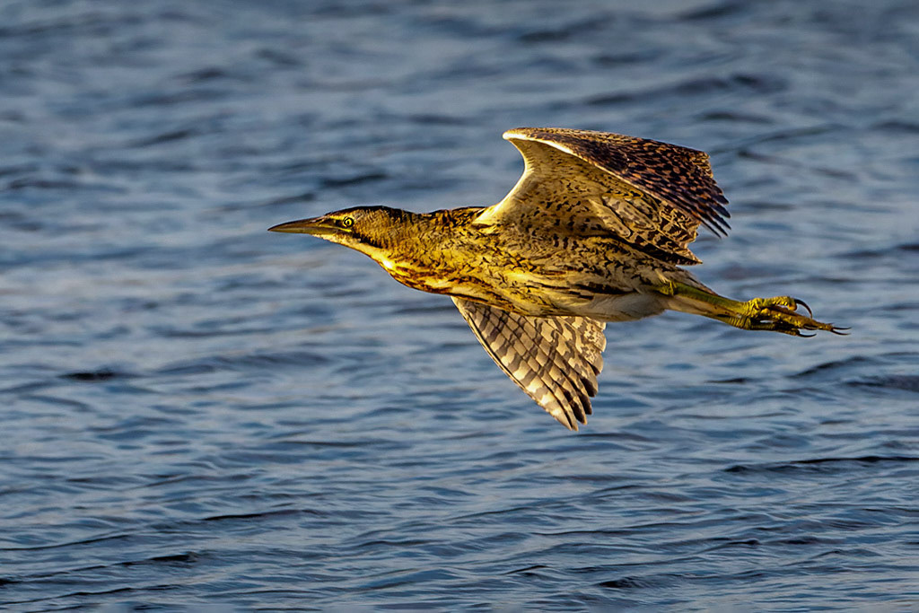 Bittern