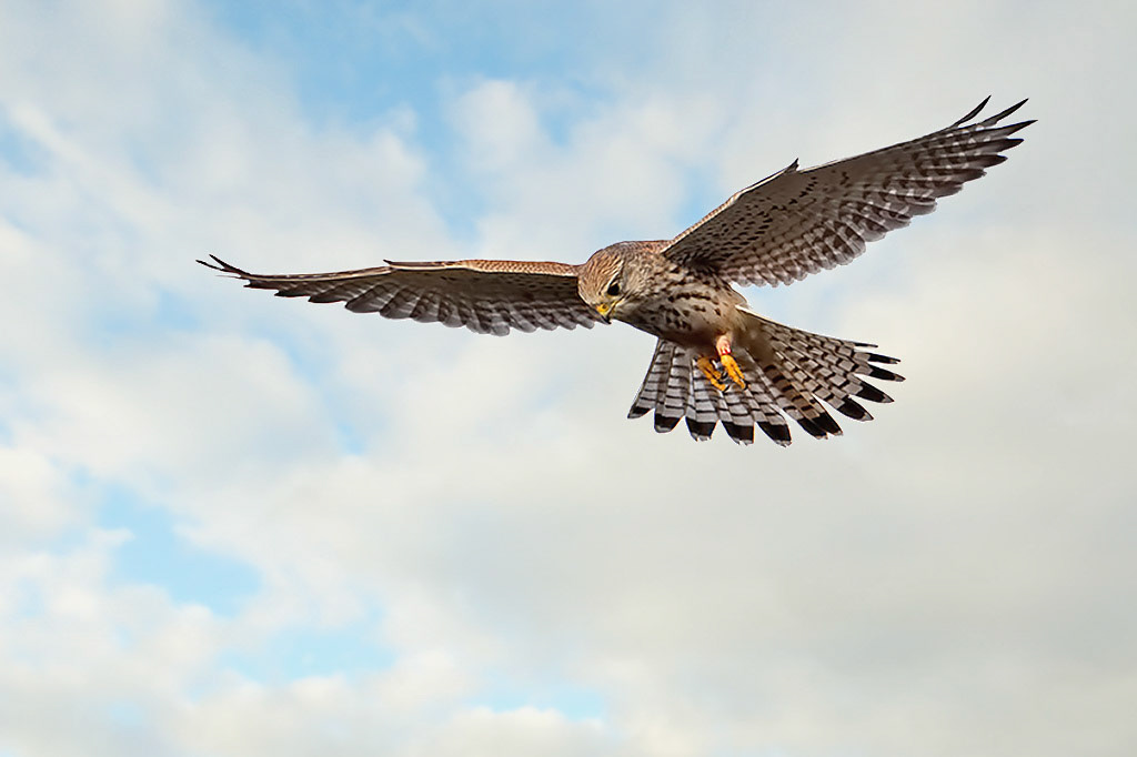 Kestrel
