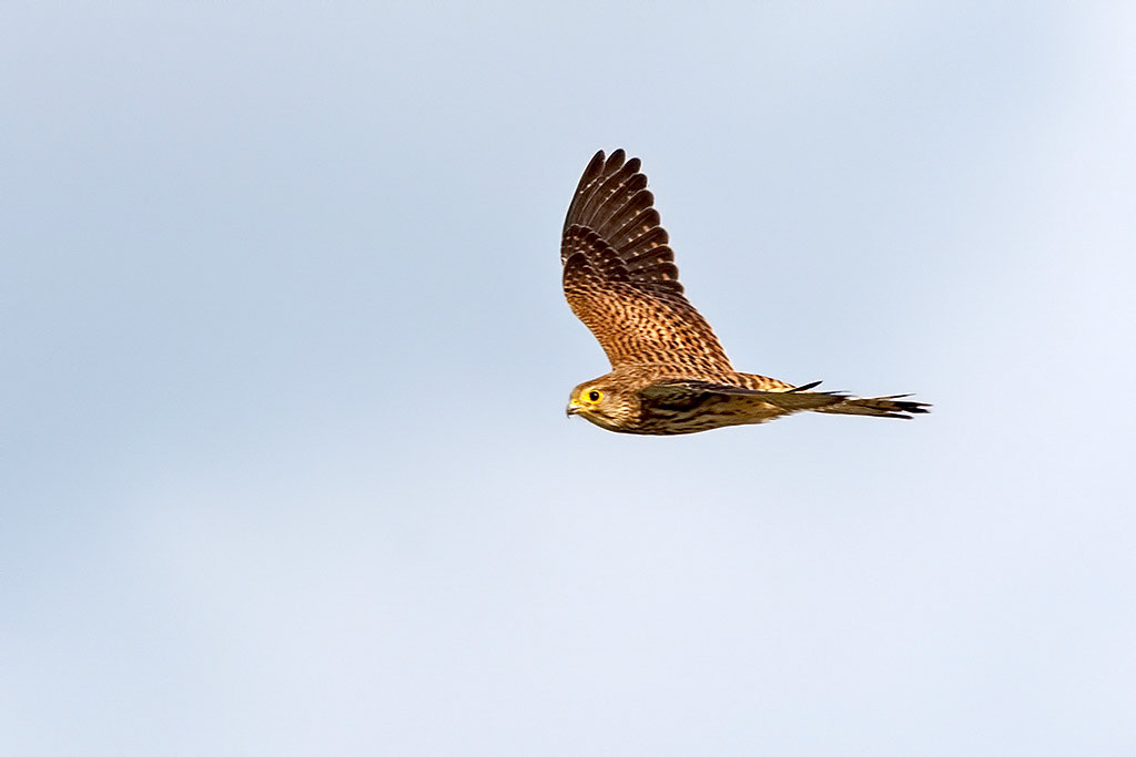 Kestrel