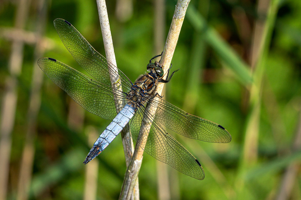 Black-tailed Skimmer