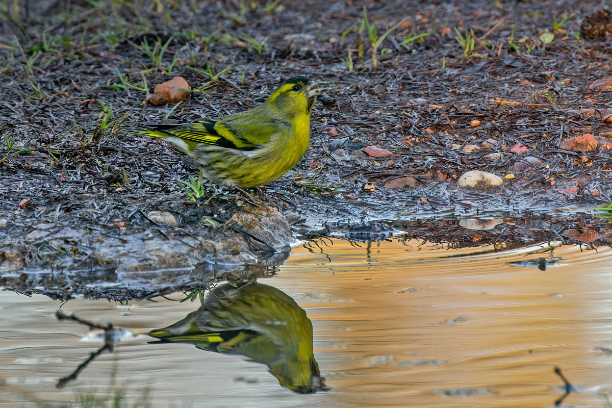 Siskin