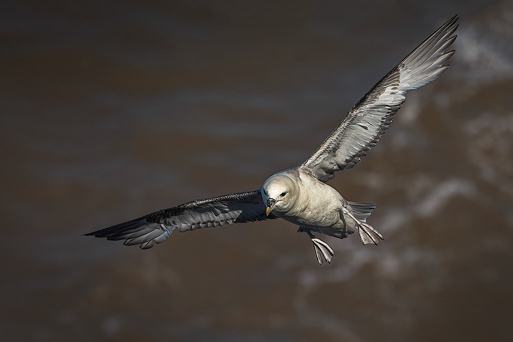 Fulmar