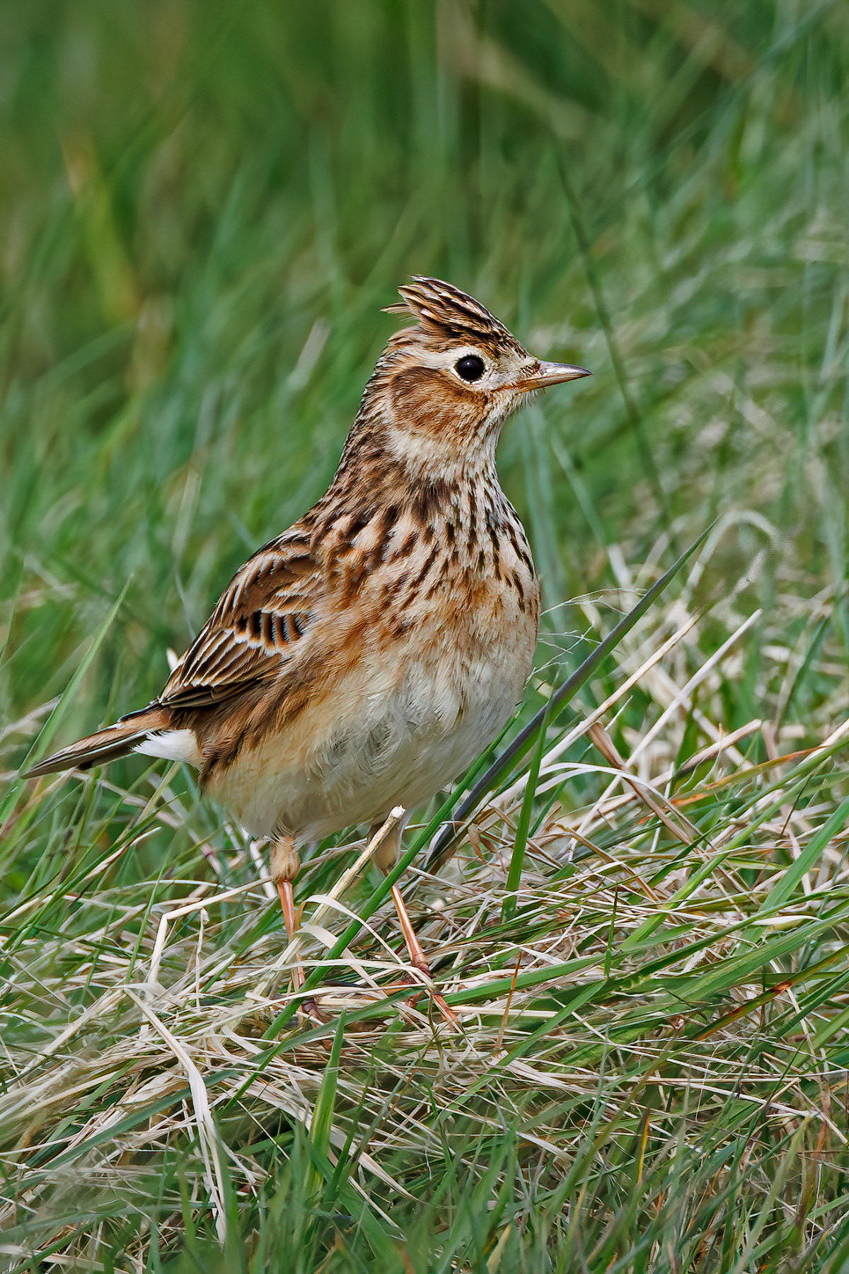 Skylark