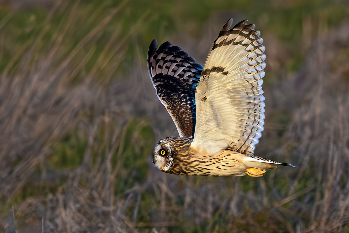 Short-eared Owl