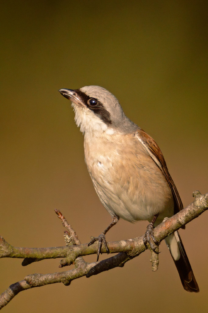 Red-backed Shrike