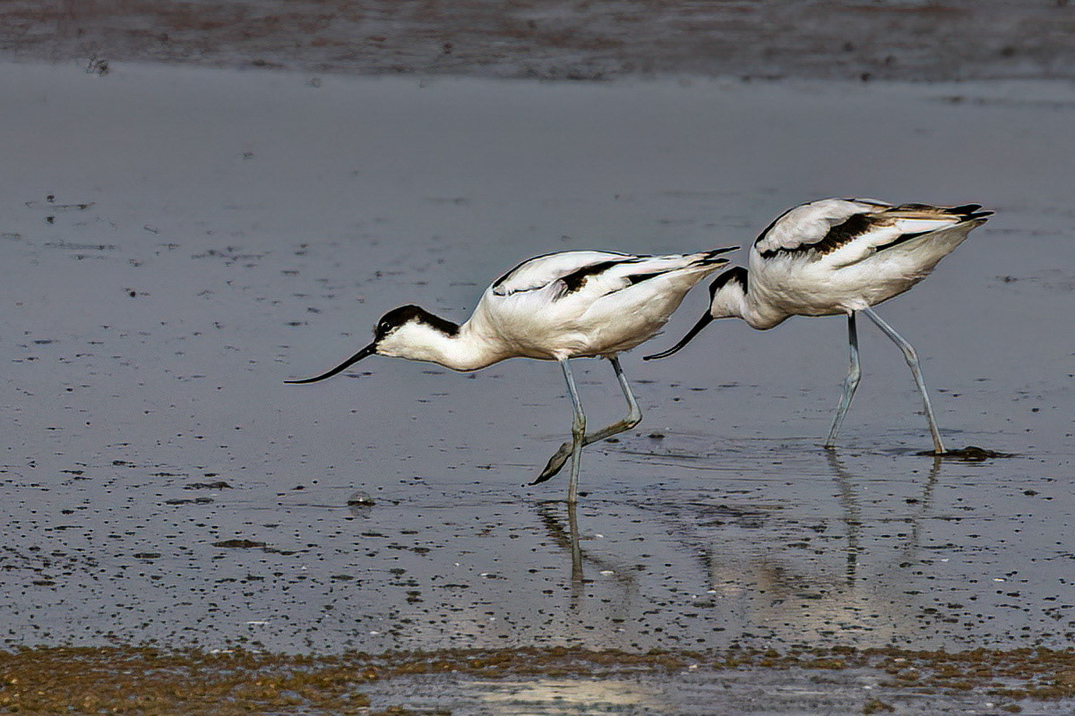 Avocet