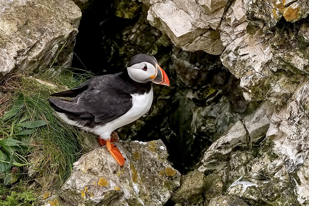 Puffin
