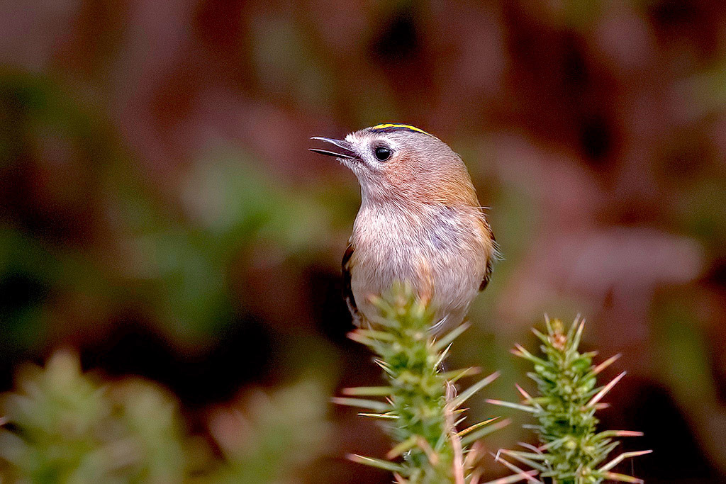 Goldcrest