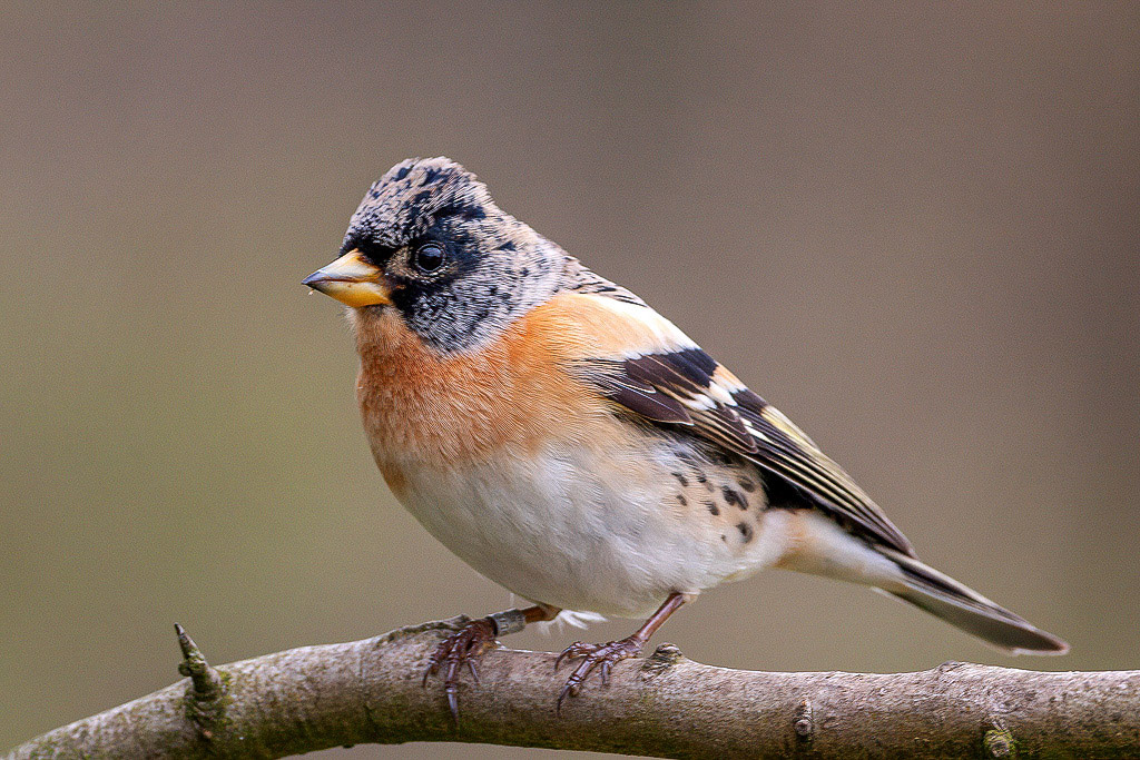 Brambling