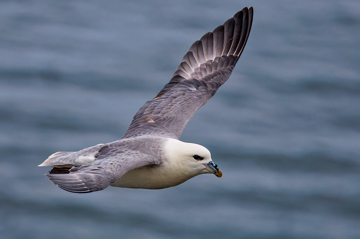 Fulmar