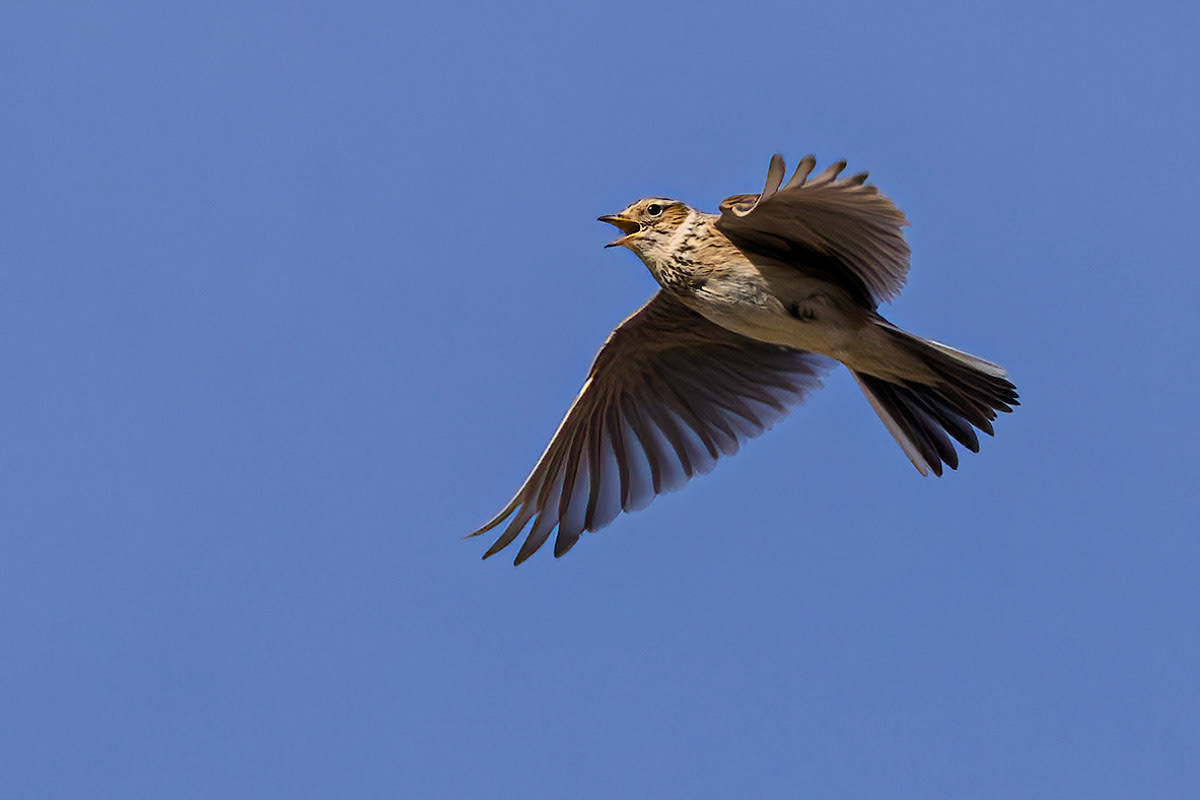 Skylark