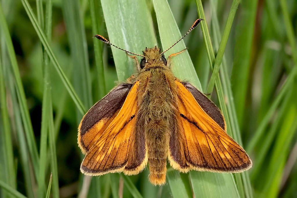 Large Skipper