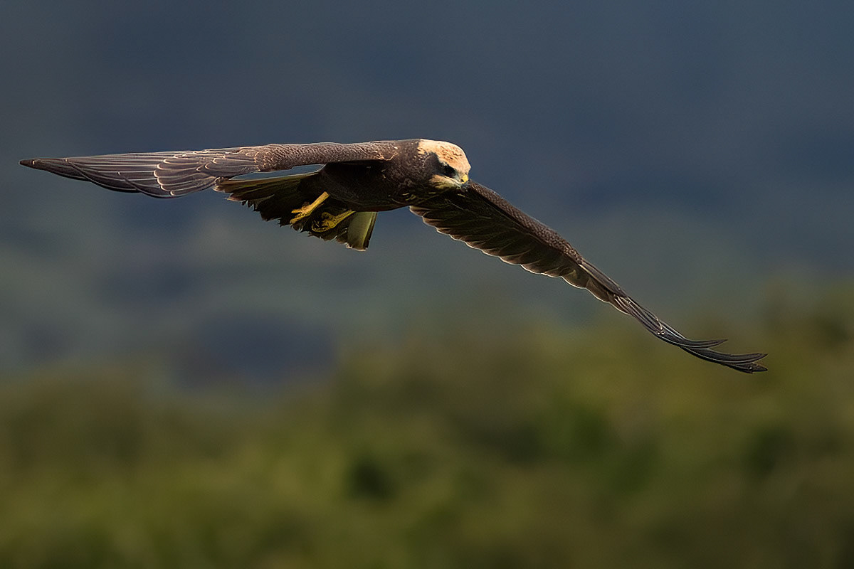 Marsh Harrier