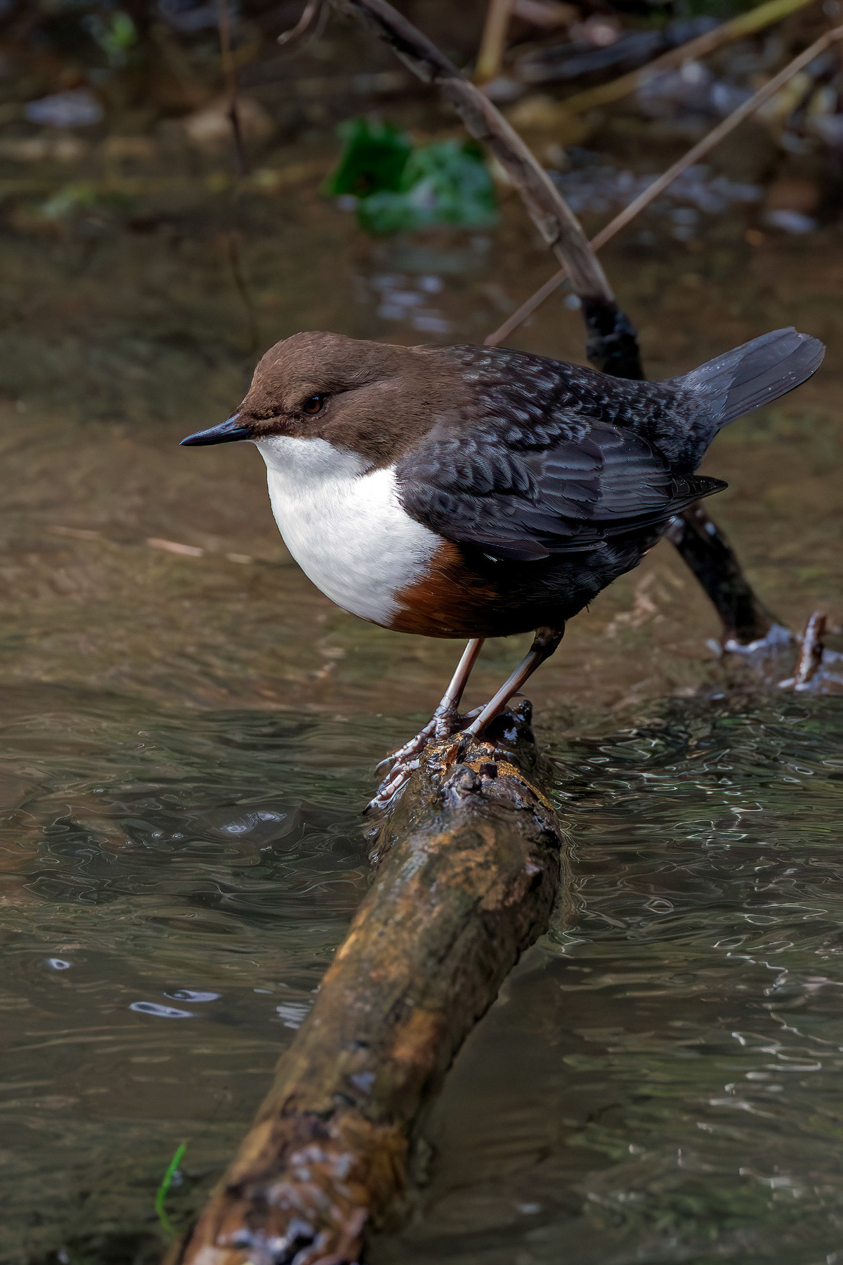 White-throated Dipper