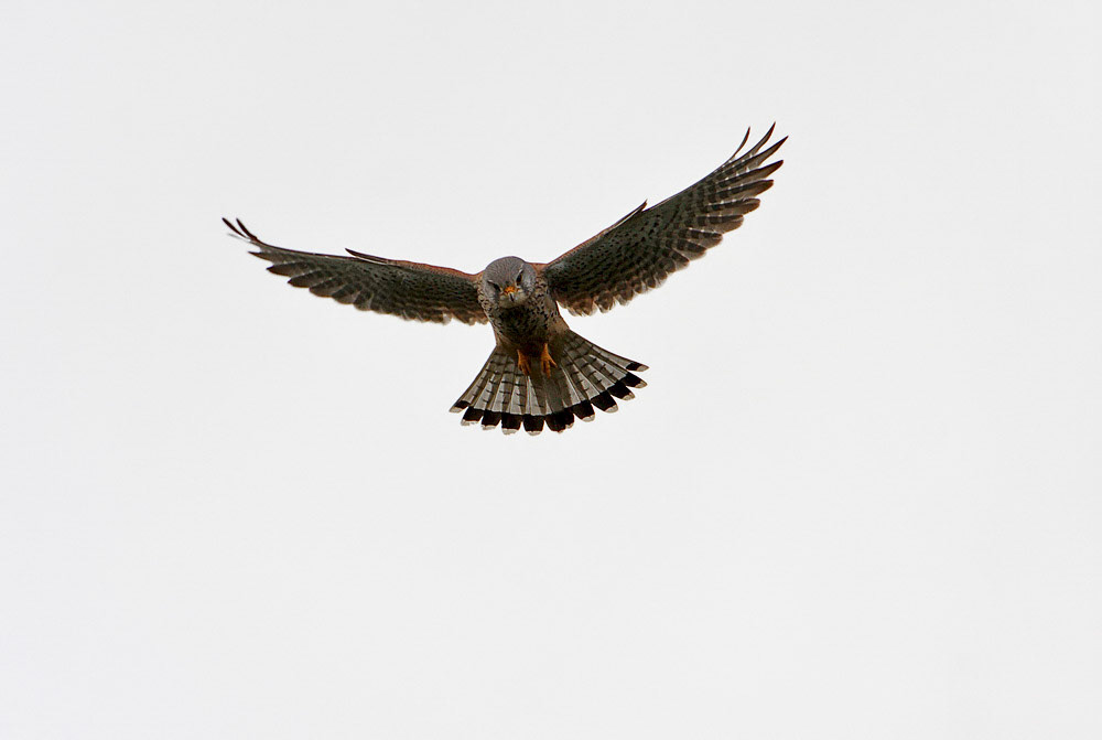 Kestrel