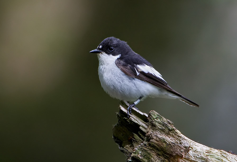 Male Pied Flycatcher