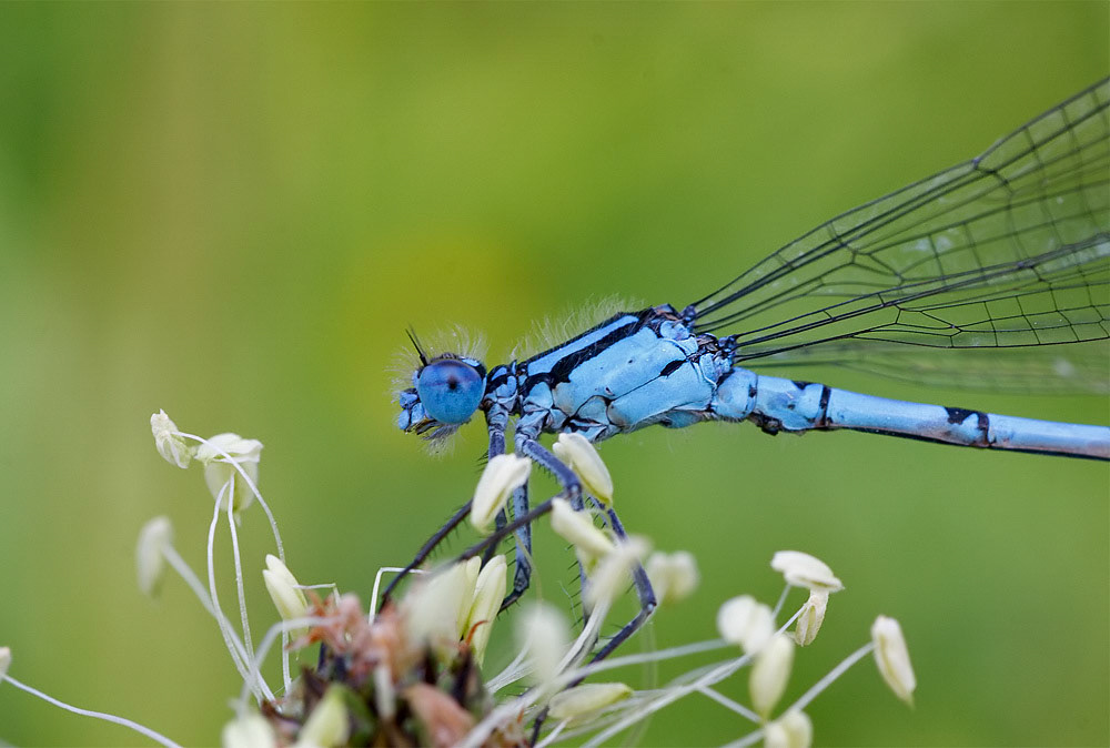 Common Blue Damselfly