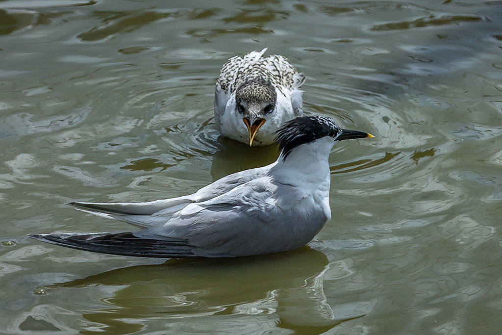Sandwich Tern