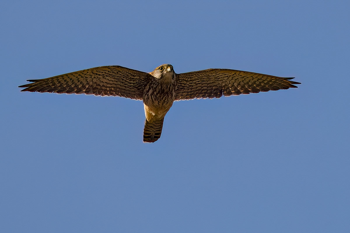 Kestrel