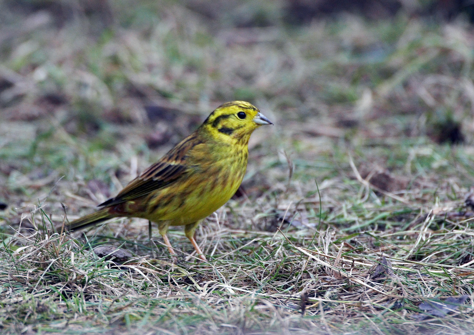 Yellowhammer