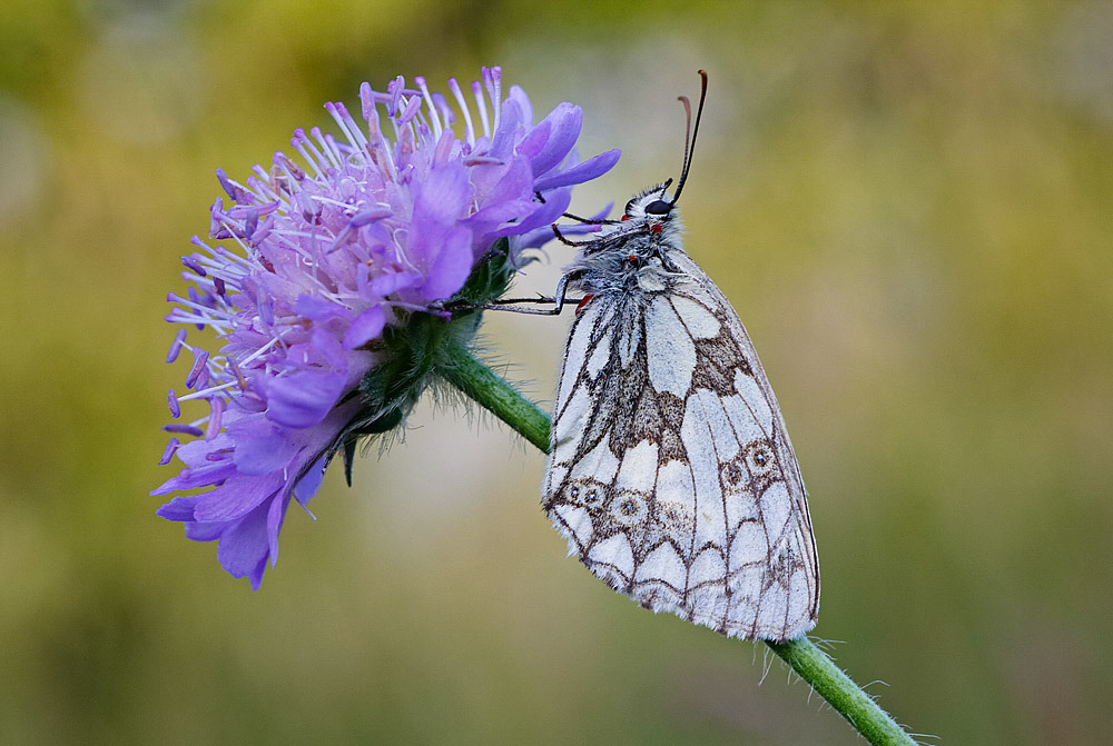 Marbled White