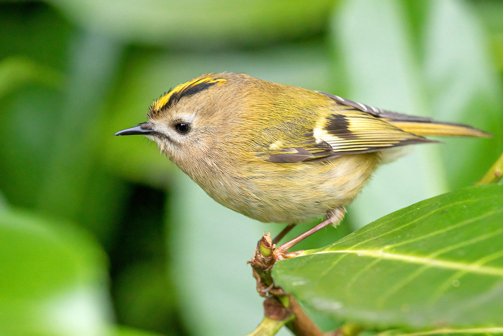 Goldcrest